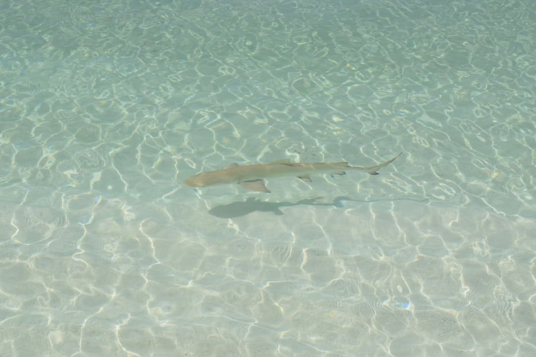 Strand Adaaran Select Meedhupparu Island Resort - Premium All Inclusive