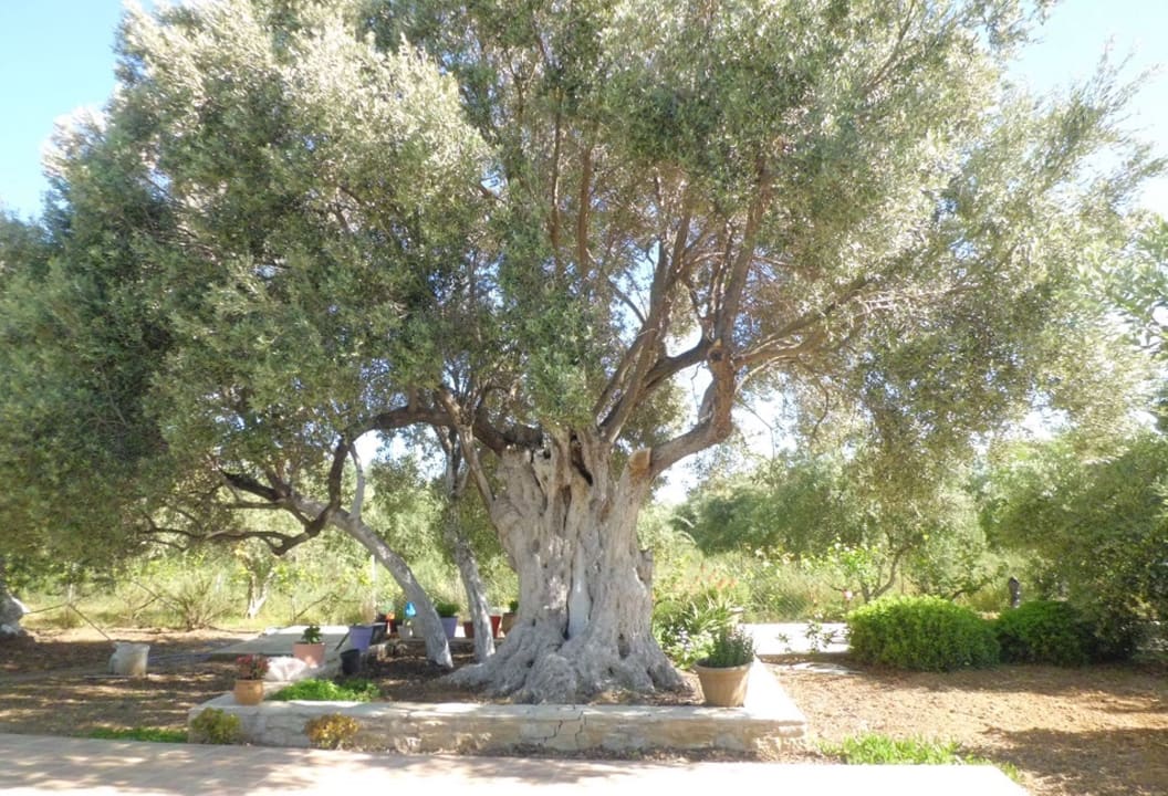 Gartenanlage Elia Villas Pagkalochori