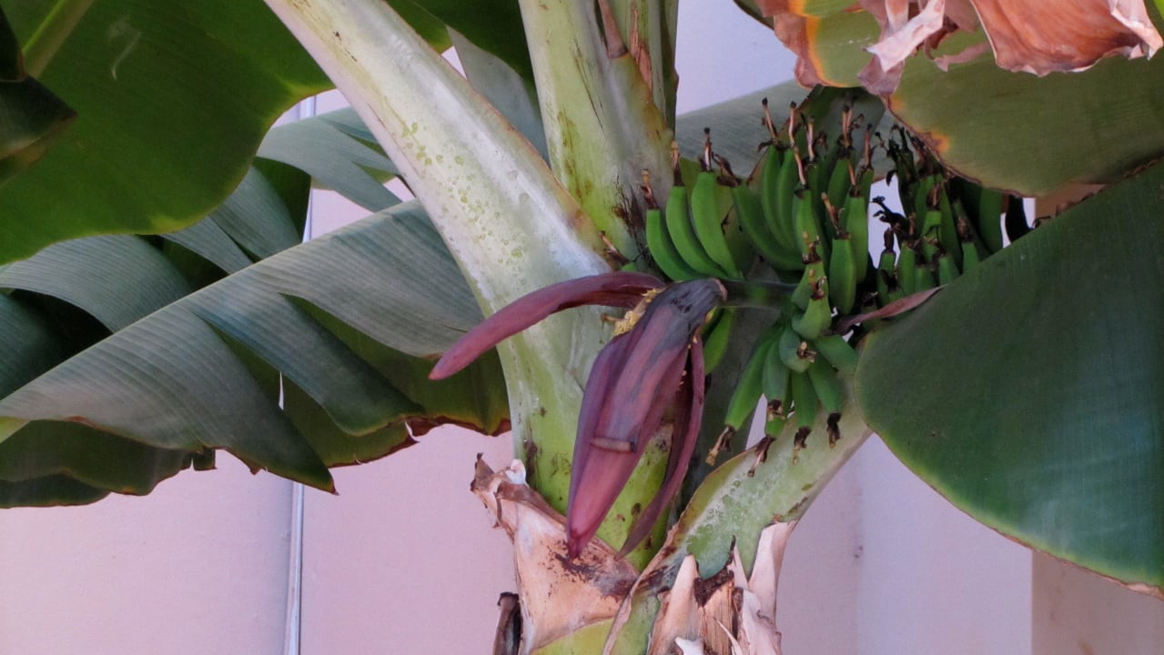 Bananenstauden Hotel Riu Touareg