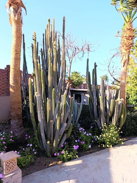 Gartenanlage Shams Alam Beach Resort