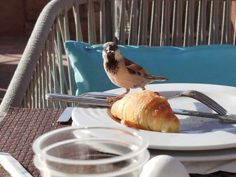 Sonstiges Shams Alam Beach Resort