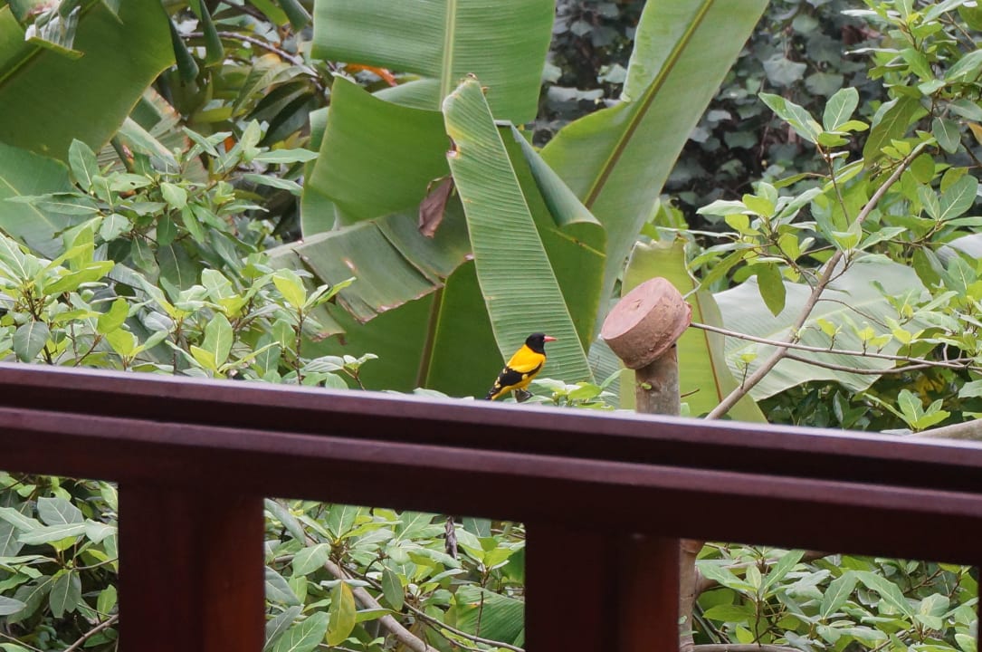 Vogel The Spice Guesthouse Mirissa
