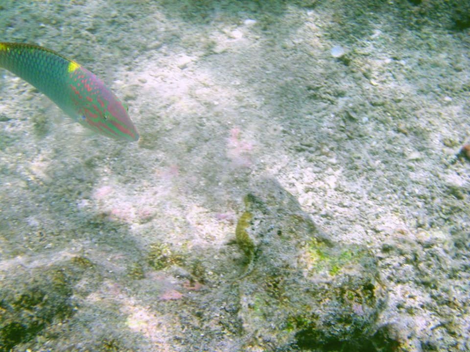 Schön bunt Summer Island Maldives