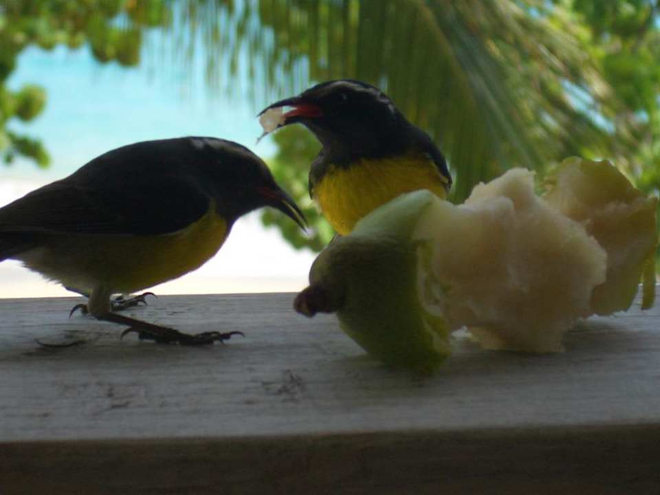 Balkon Hotel Coconut Beach Club