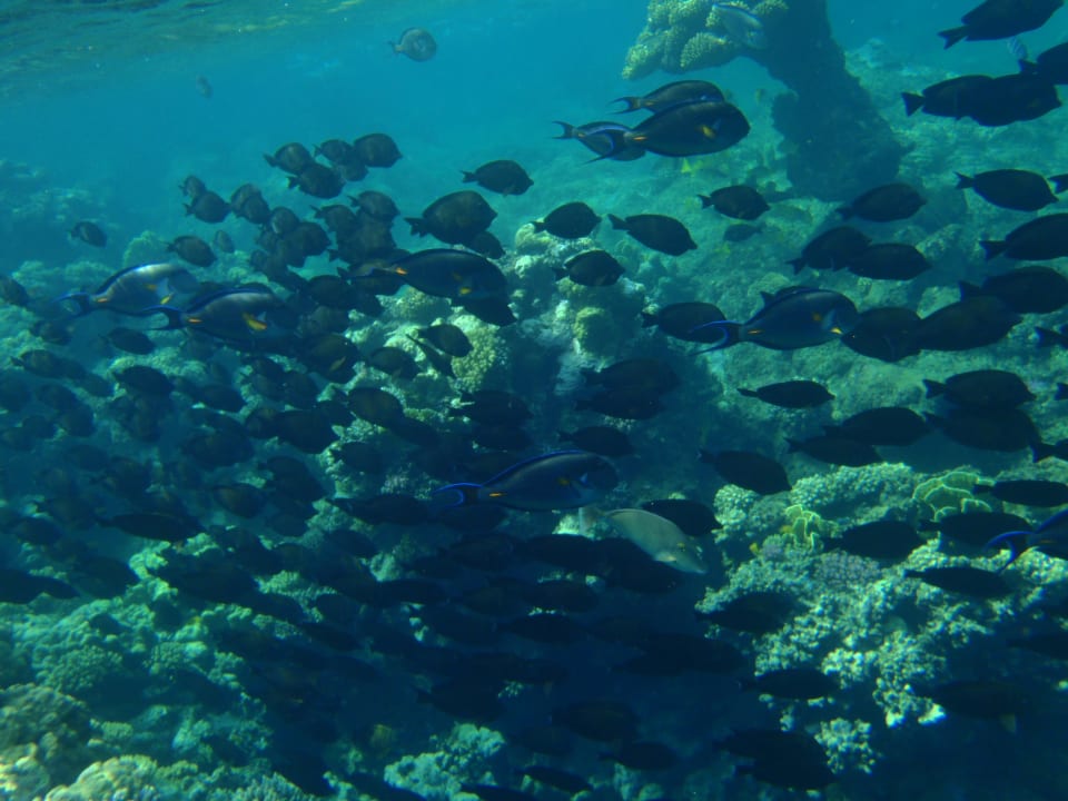 Strand Brayka Bay Resort