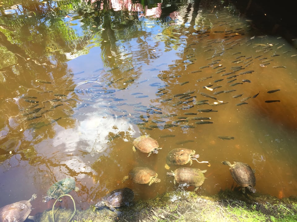 Gartenanlage Wyndham Alltra Samana