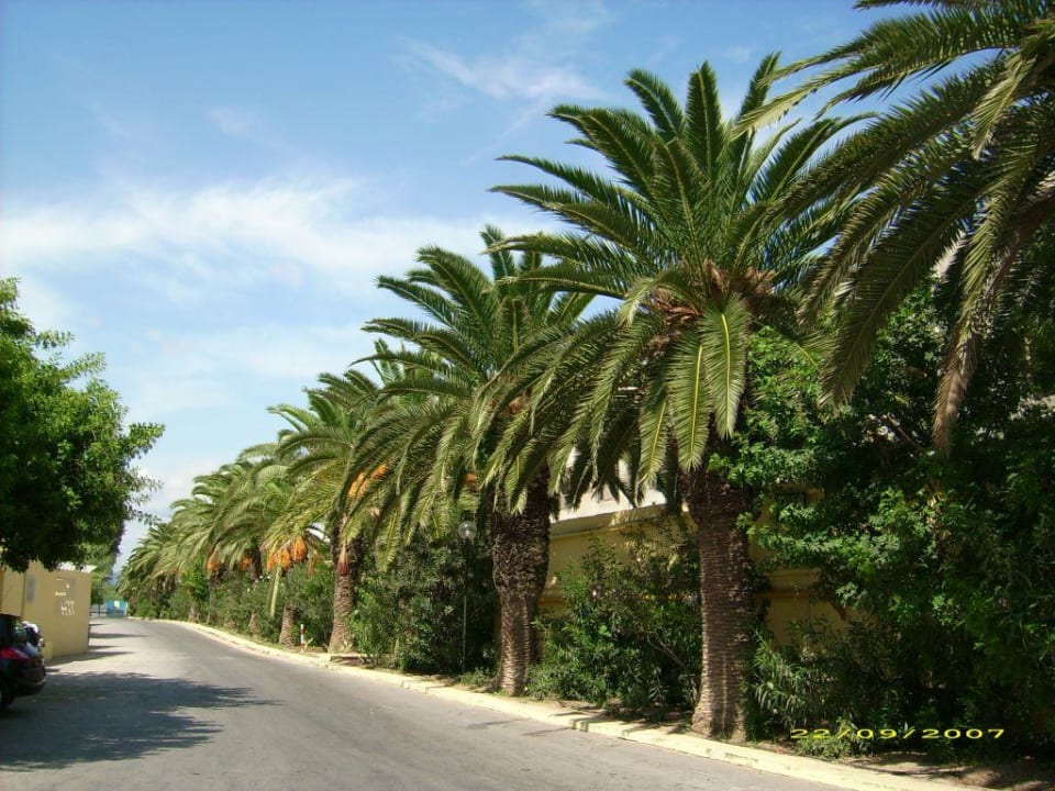 Palmen-Allee zum Hotel Samira Club