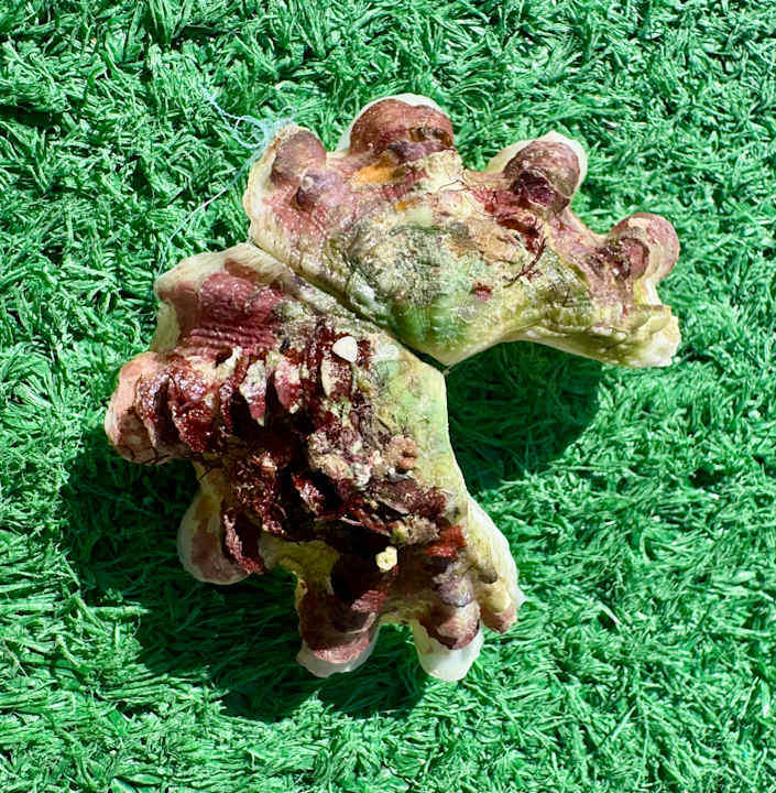 Sport & Freizeit Pickalbatros White Beach Resort - Hurghada