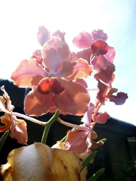 Orchidee im Garden of Eden Garden of Eden