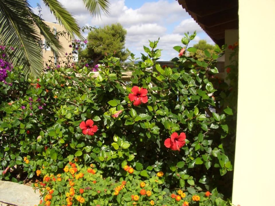 Blütenpracht im Garten Smy Portocolom