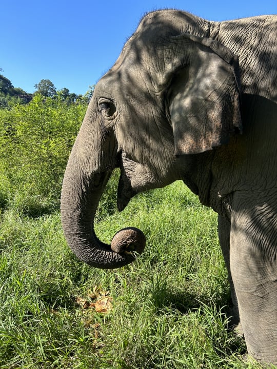 Sport & Freizeit Anantara Golden Triangle Elephant Camp & Resort