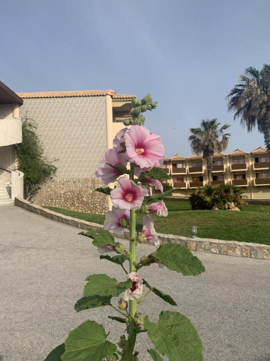 Gartenanlage Hotel Kalithea Horizon Royal