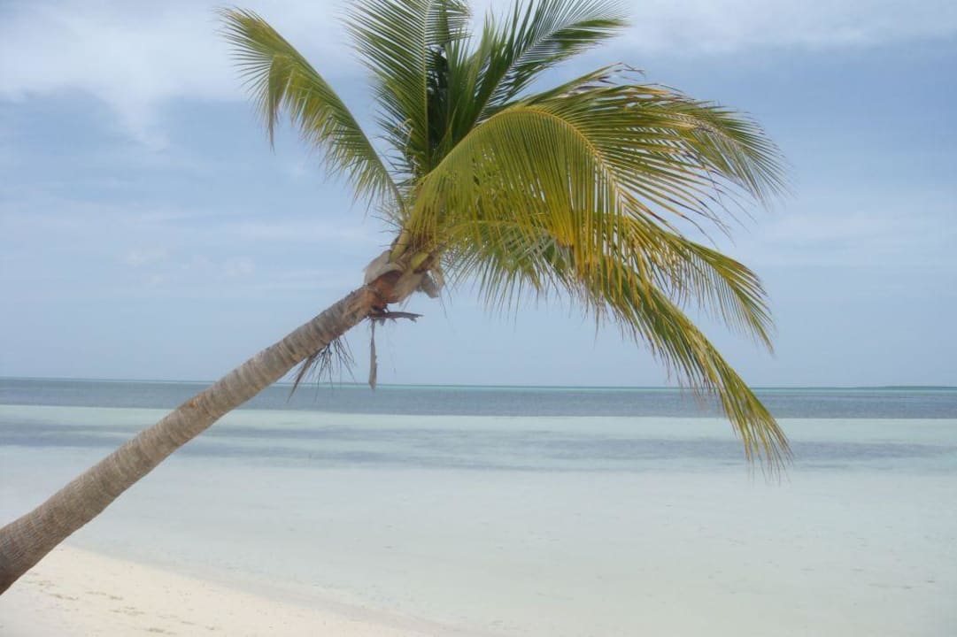 Strand Starfish Cayo Guillermo