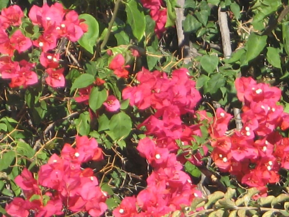 Roślinność hotelowa Eleftheria Hotel