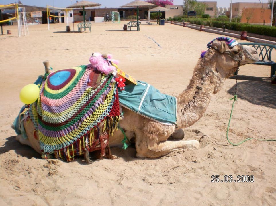 Dody das Hotelkamel Golden Beach Resort