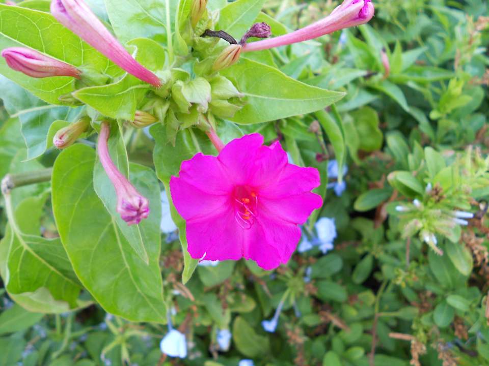 Ogród Menaville Safaga