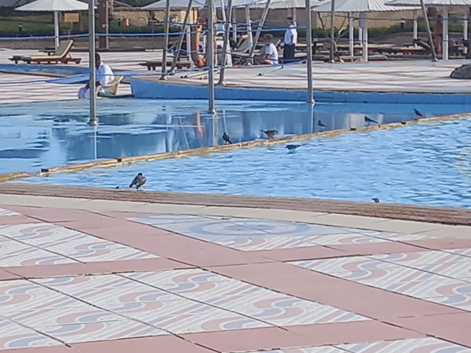 Pool Pharaoh Azur Resort