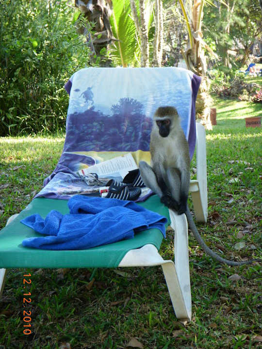 Małpki Baobab Beach Resort & Spa