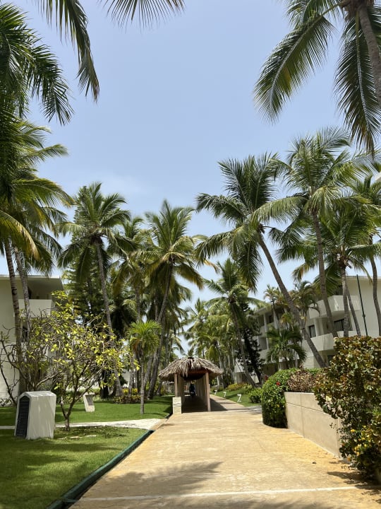 Gartenanlage Catalonia Punta Cana - All Inclusive