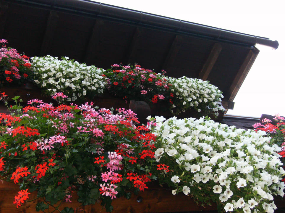 Hotel Alpi balcone fiorito Hotel Alpi