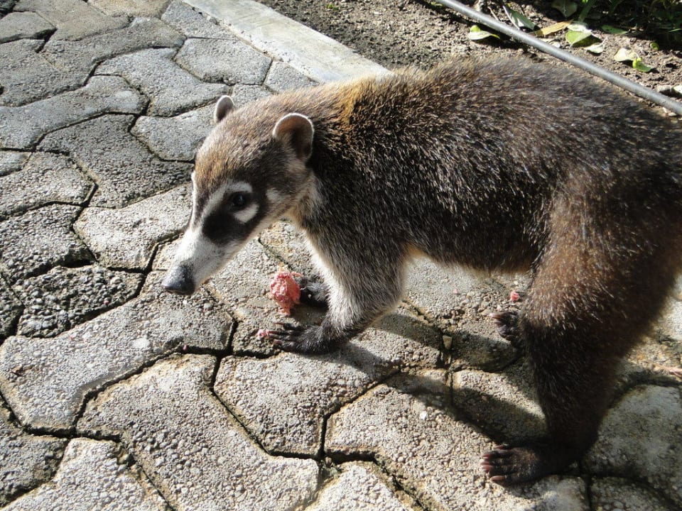 Nasenbär Sandos Playacar Beach Resort
