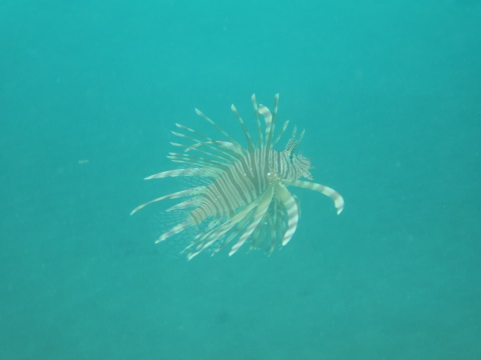 Sport & Freizeit Summer Island Maldives