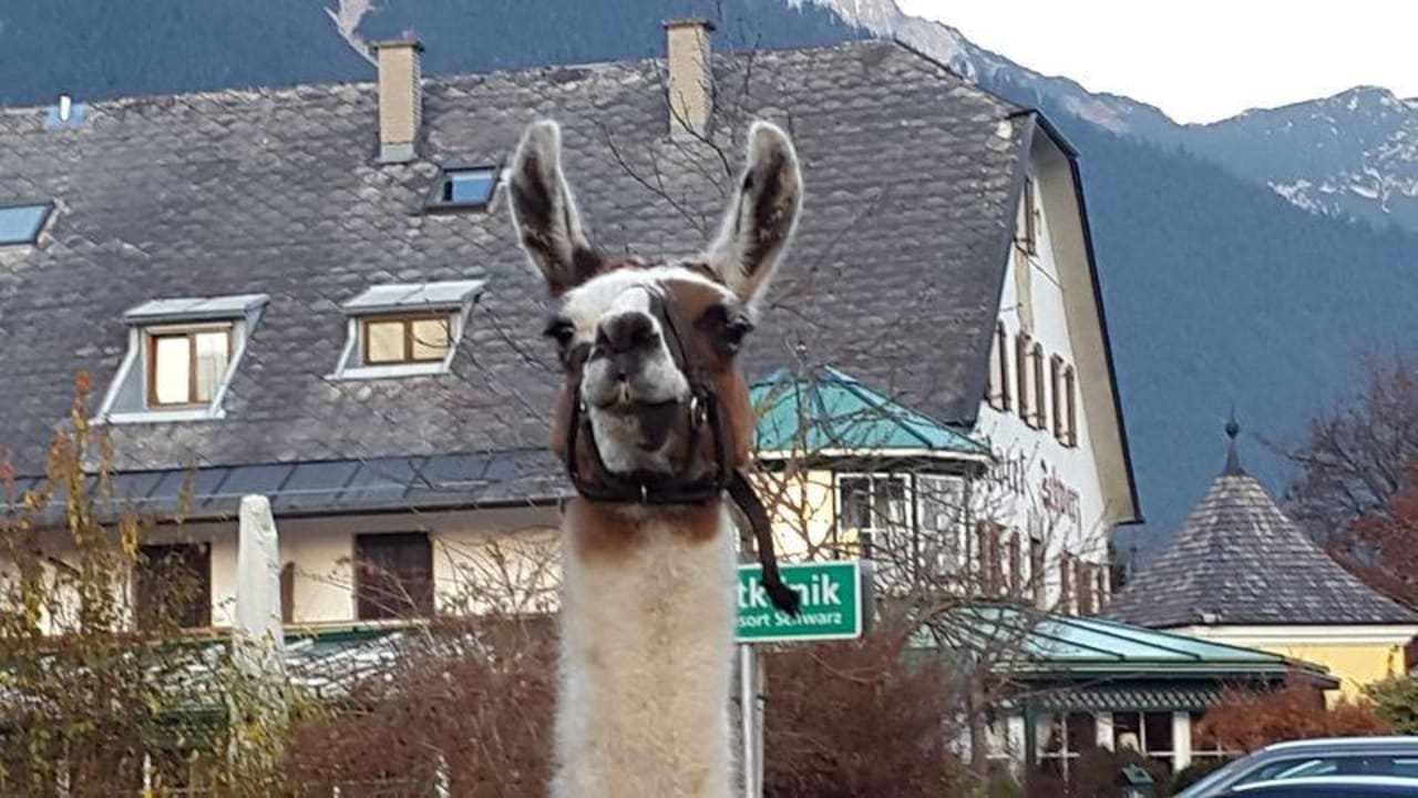Amüsante Begegnungen Alpenresort Schwarz