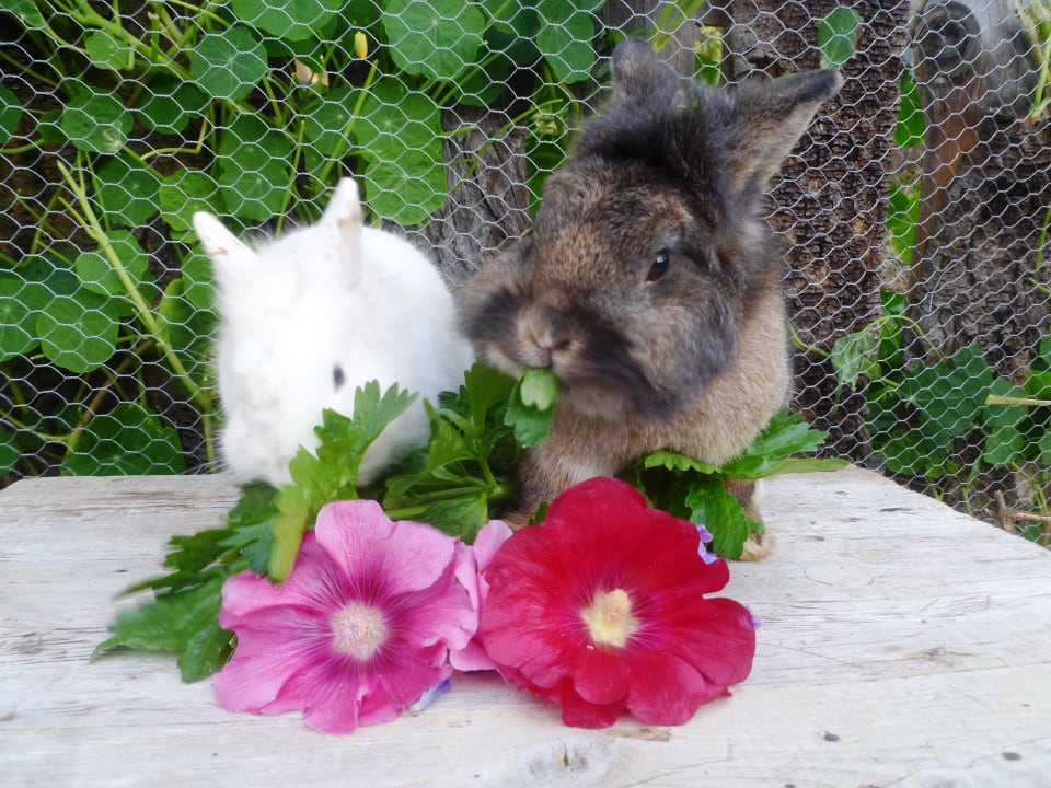 Biobauernhof Brandgut Kaninchen Almhütte Brandgut