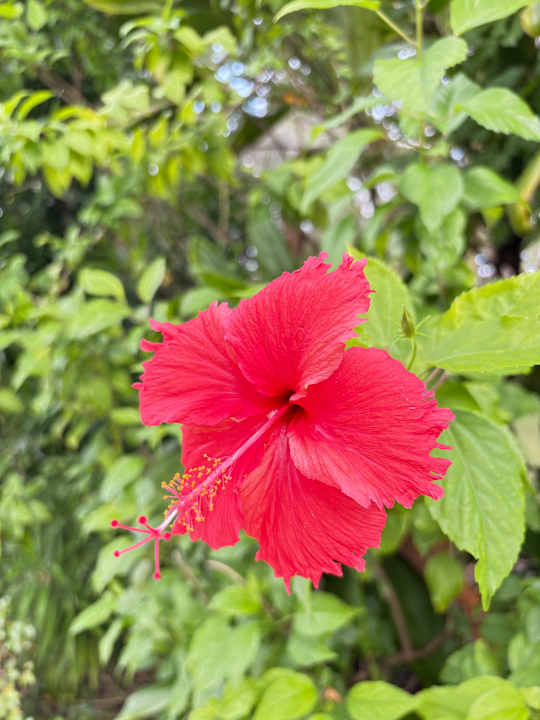 Gartenanlage Adaaran Select Hudhuran Fushi - Premium All Inclusive