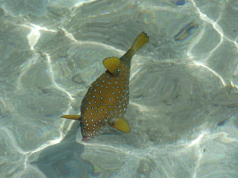 Красивая рыбка Stella Garden Resort & Spa, Makadi Bay