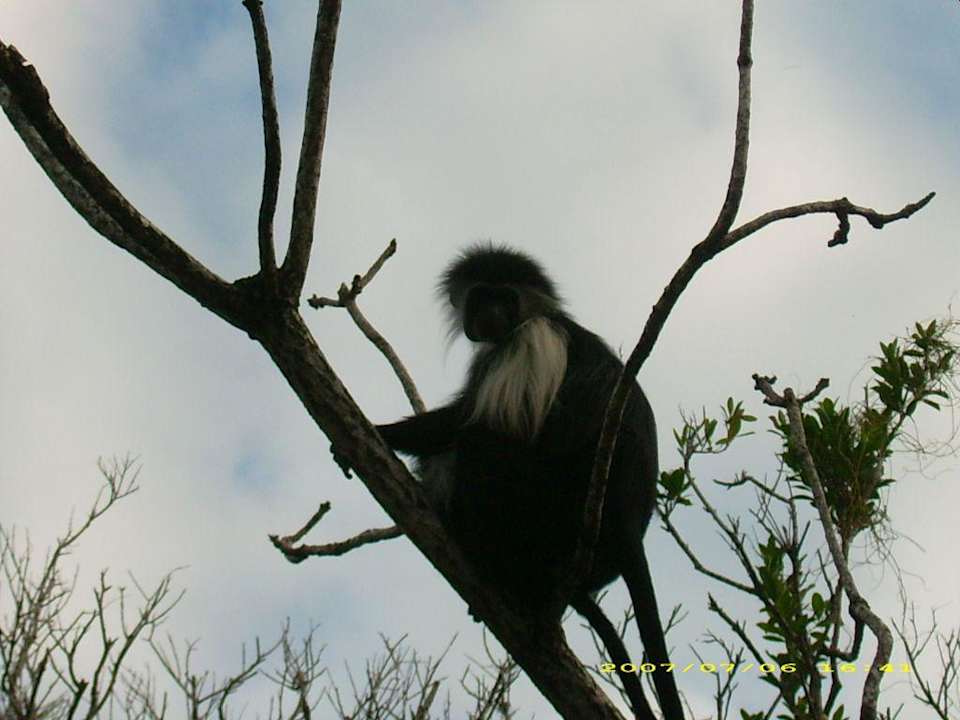 Affen Kaskazi Beach Resort