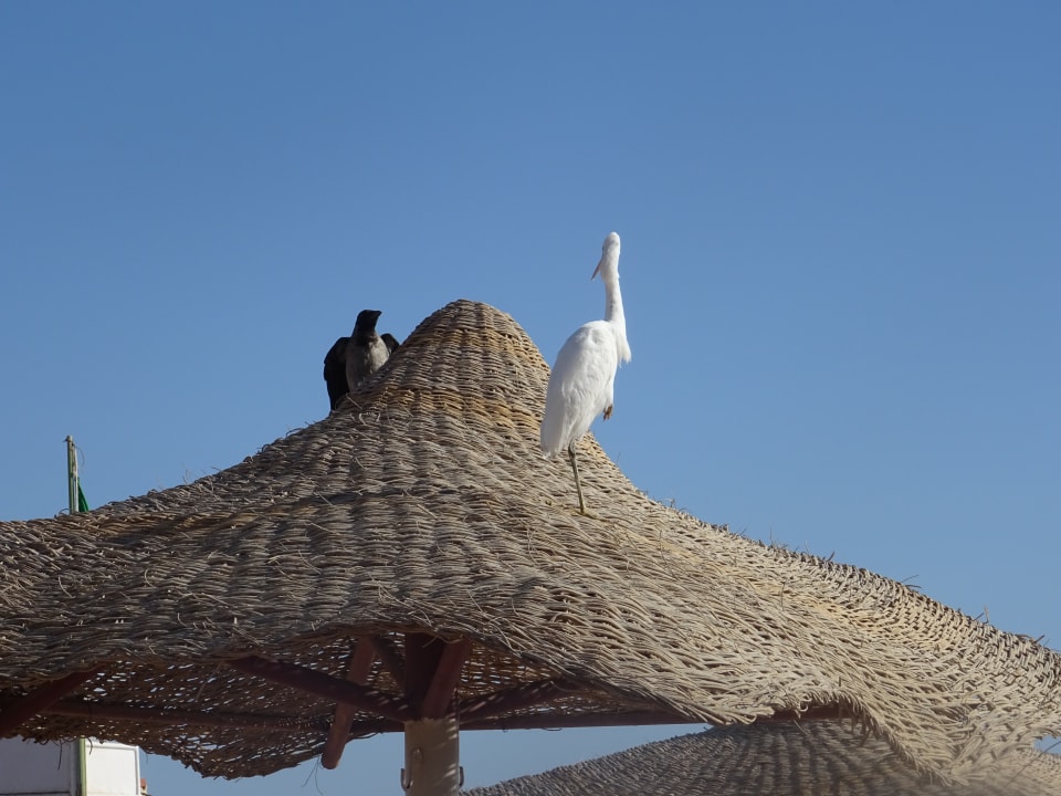 Strand Iberotel Makadi Beach