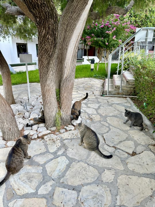 Gartenanlage Side Star Elegance