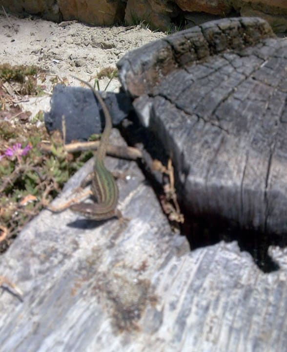 Zwischen Strand und Straße Hotel Osiris