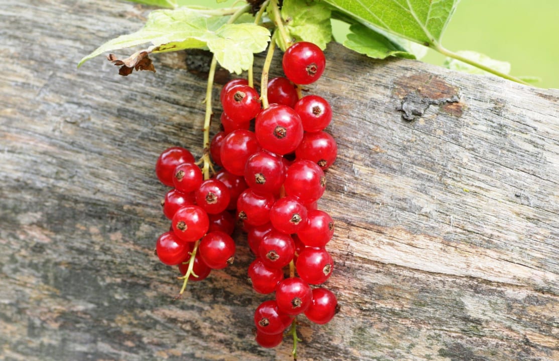 Am Paalhof gedeihen Beeren, Früchte und Kräuter Paalhof
