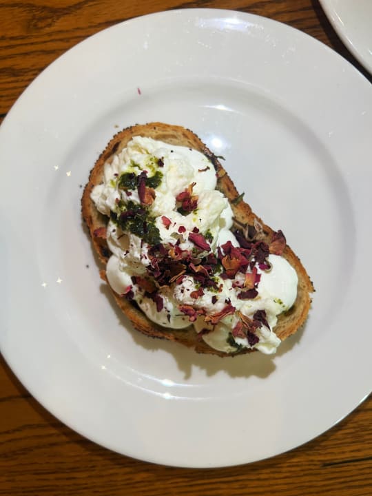 Gastro Acanthus Cennet Barut Collection