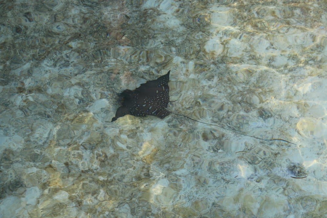 Rochen Meeru Maldives Resort Island