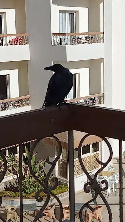 Zimmer Seagull Beach Resort