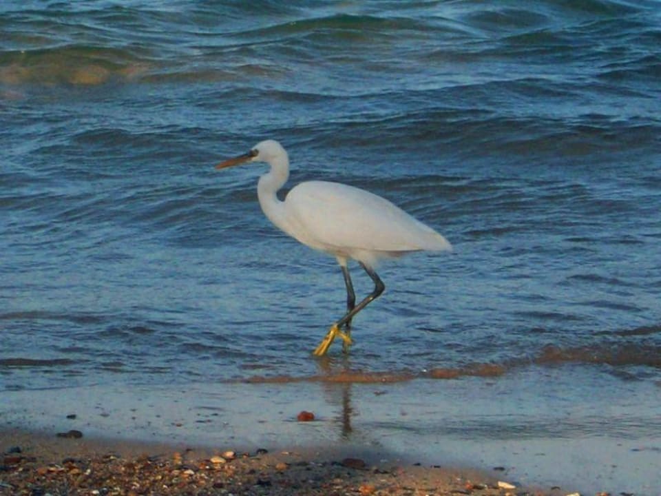 Vogel am Strand Three Corners Sea Beach Resort