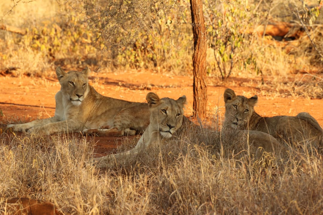 Sonstiges Hotel Garonga Safari Camp