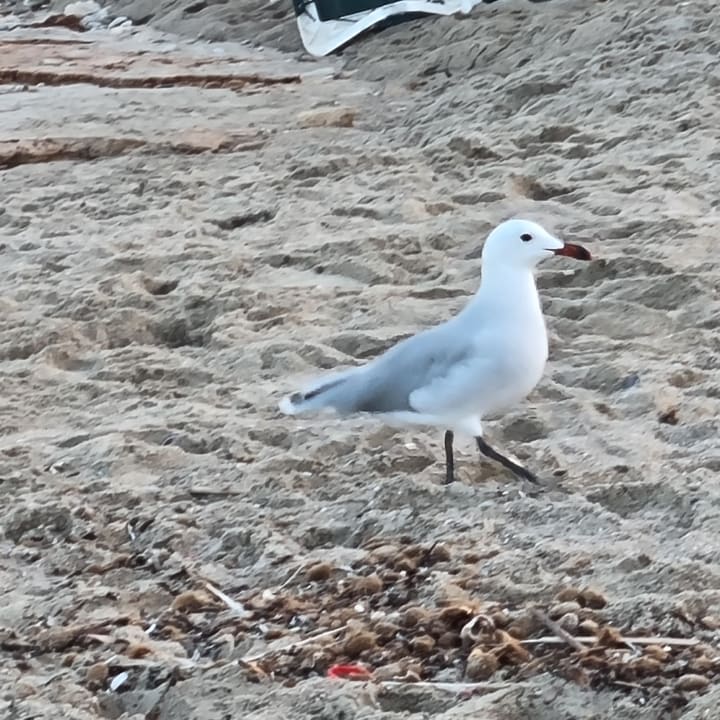 Strand Hipotels Hipocampo Playa