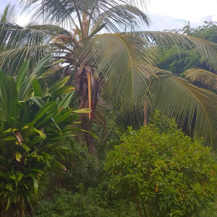 Gartenanlage Spice Island Hotel & Resort