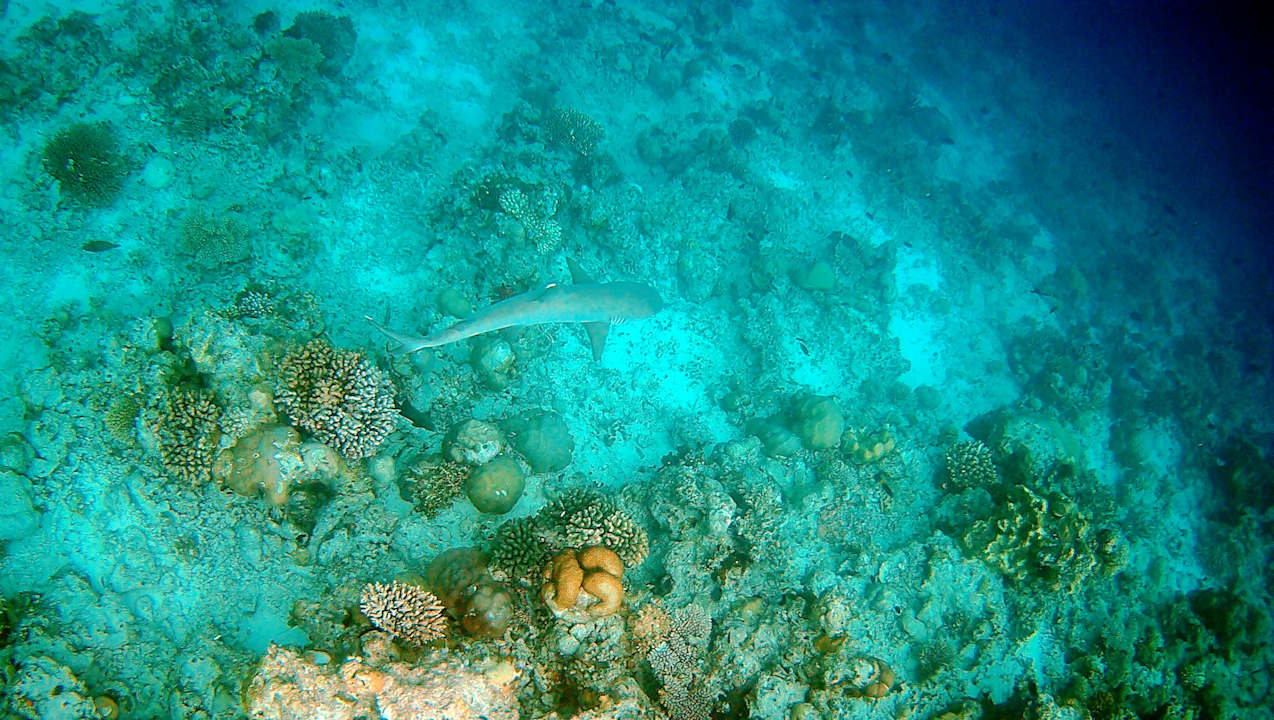 Sonstiges Vilamendhoo Island Resort & Spa