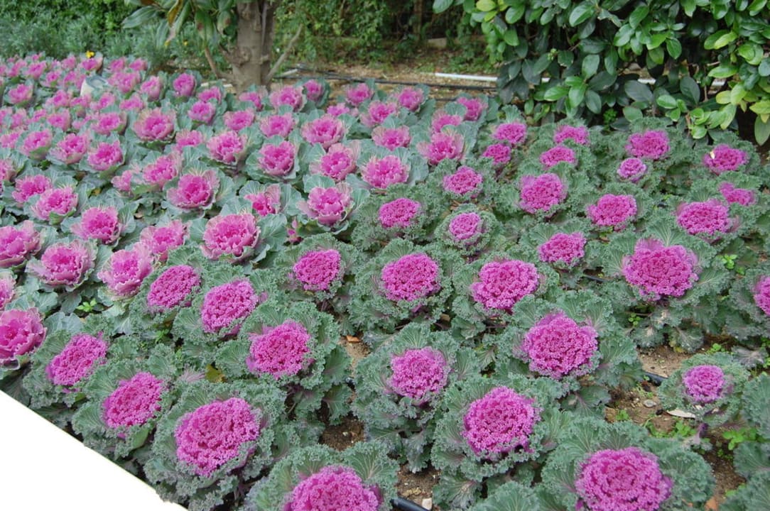 Auffahrt Limak Lara Deluxe Hotel & Resort