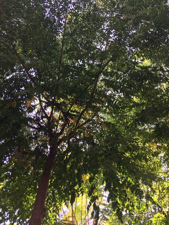 Pool Can Garden Beach