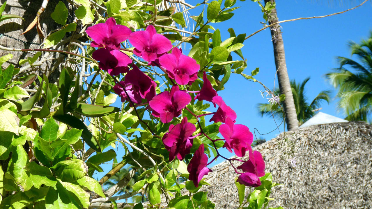 Gartenanlage Hotel Viva Dominicus Beach by Wyndham - All Inclusive Resort