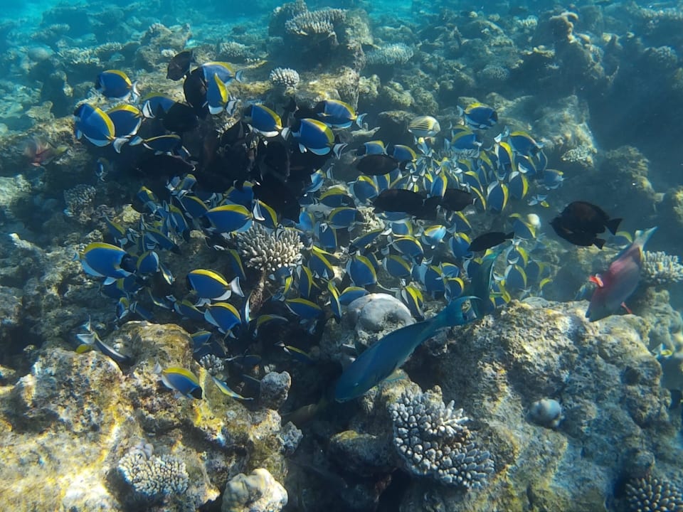 Schnorcheln Adaaran Club Rannalhi - All Inclusive