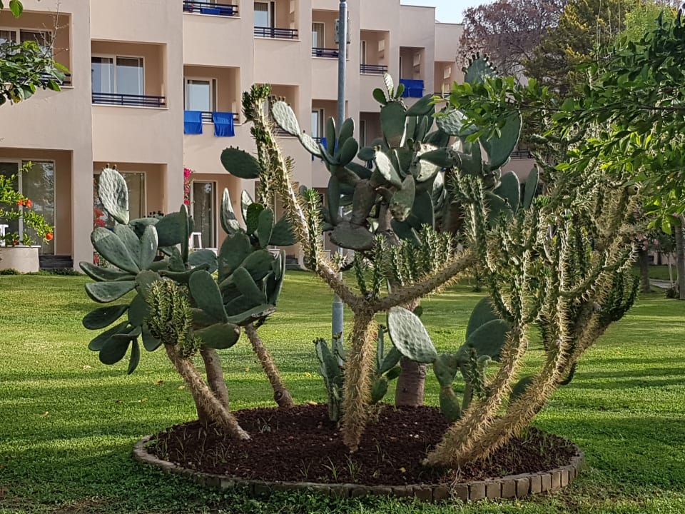 Gartenanlage Labranda Alantur Resort