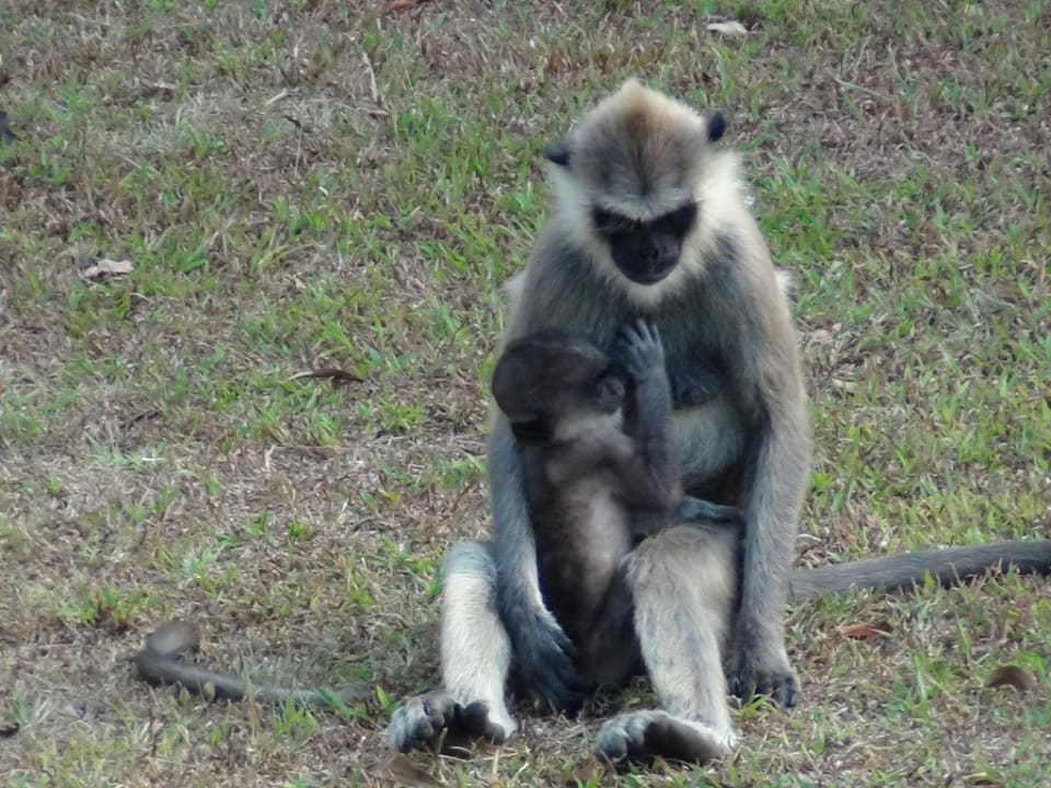 Affen in der Gartenanlage im Hotel Habarana Village by Cinnamon