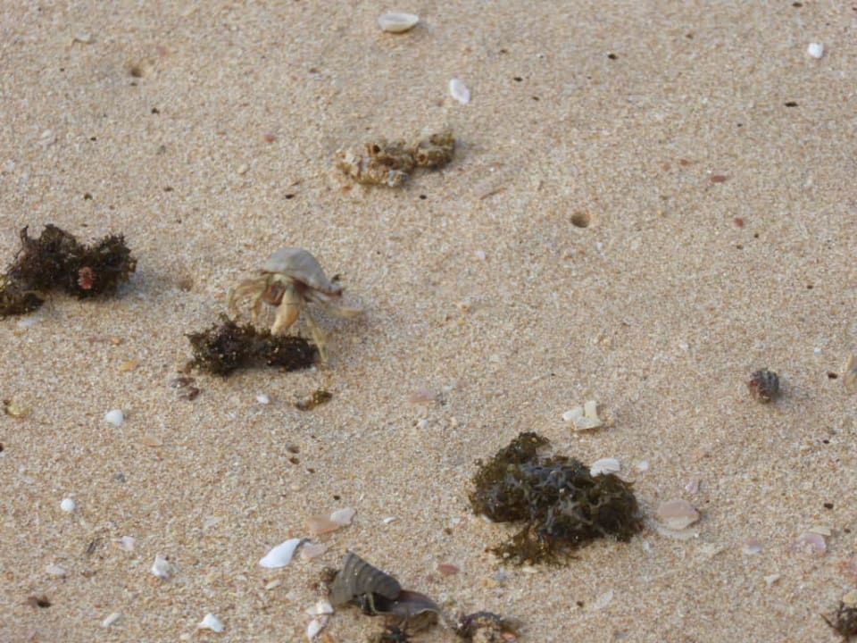 Plaża przy hotelu Hotel Riu Sri Lanka